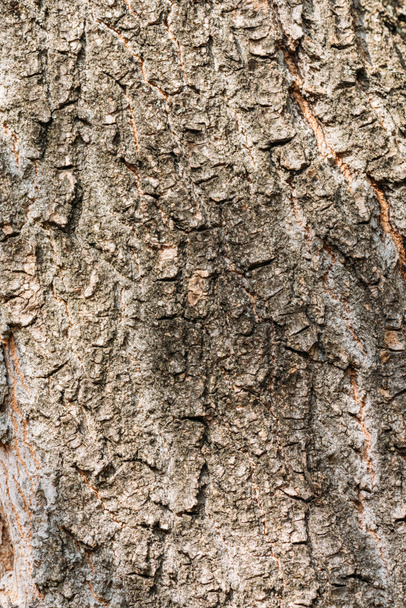 close up view of aged grey tree bark background  - 写真・画像