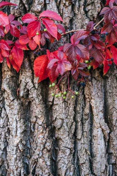 close up view of old grey tree bark with red leaves - Fotó, kép