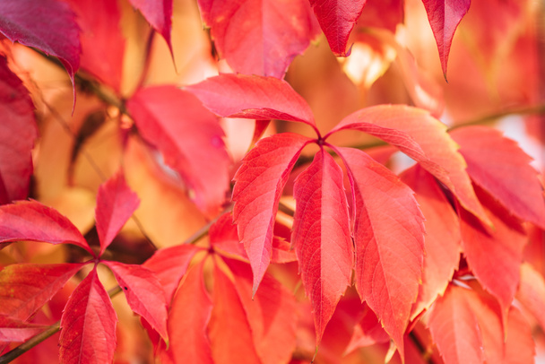 close up of beautiful autumnal plants with red leaves - Photo, Image