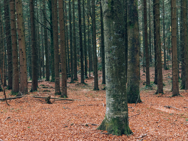 schöner Sommerwald mit verschiedenen Bäumen. Landschaft der Natur. - Foto, Bild