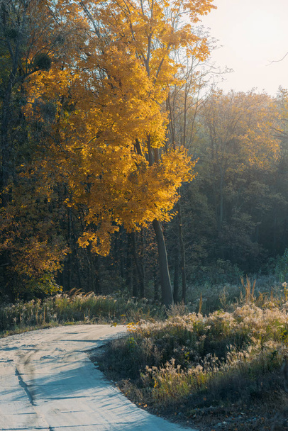 beautiful orange leaves on trees and road in autumn - Фото, зображення