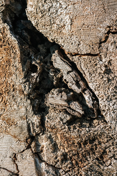 close up view of old grey tree bark background  - Zdjęcie, obraz