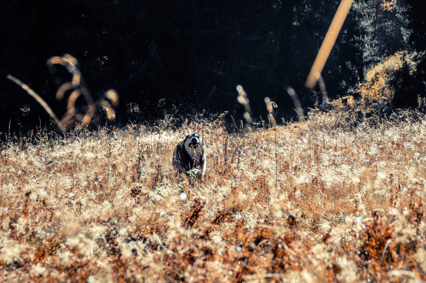 シベリアン ハスキーは、ウクライナのカルパチア山脈に移動します。山の範囲。黒と白の犬かわいいハスキー. - 写真・画像