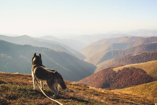 De Siberische Husky reist naar de Oekraïense Karpaten. Bergketen. Zwart-wit hond Cute Husky. - Foto, afbeelding