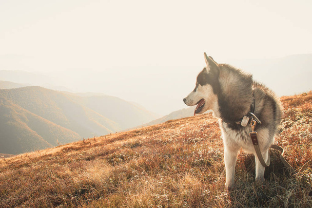 De Siberische Husky reist naar de Oekraïense Karpaten. Bergketen. Zwart-wit hond Cute Husky. - Foto, afbeelding