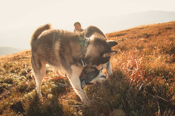 Two Siberian Husky travels the Ukrainian Carpathians. Mountain Range. Black and white dog Cute Husky. Game of two dogs. - Valokuva, kuva