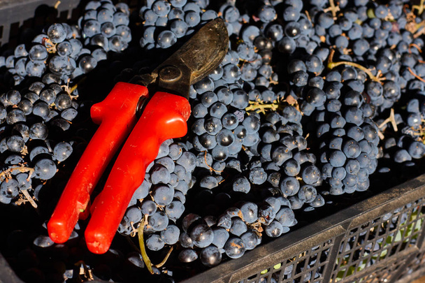 Uvas azules para la vinificación. Uvas en rama en viñedo en Italia. Tijeras rojas en el cajón. Cosecha
. - Foto, imagen