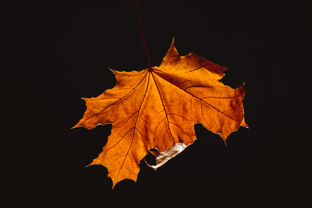 one beautiful orange maple leaf isolated on black - Foto, afbeelding