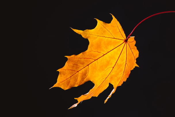 beautiful falling yellow maple leaf isolated on black - Foto, afbeelding