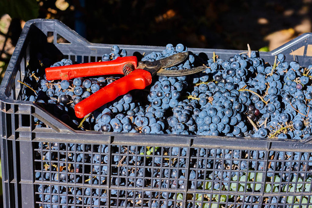 Uvas azules para la vinificación. Uvas en rama en viñedo en Italia. Tijeras rojas en el cajón. Cosecha
. - Foto, imagen