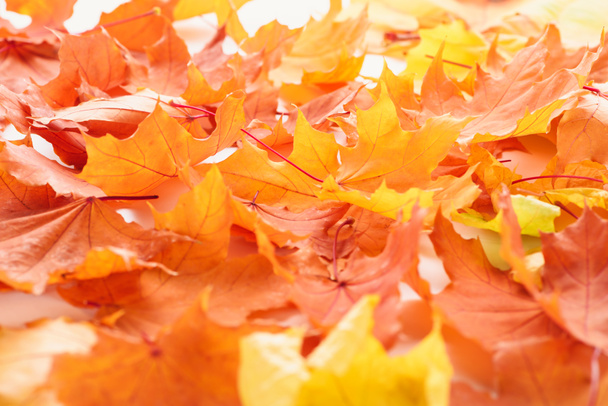 selective focus of orange and yellow maple leaves, autumn background - Photo, Image