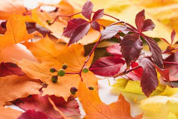 autumn burgundy leaves and orange maple leaves on white surface - 写真・画像