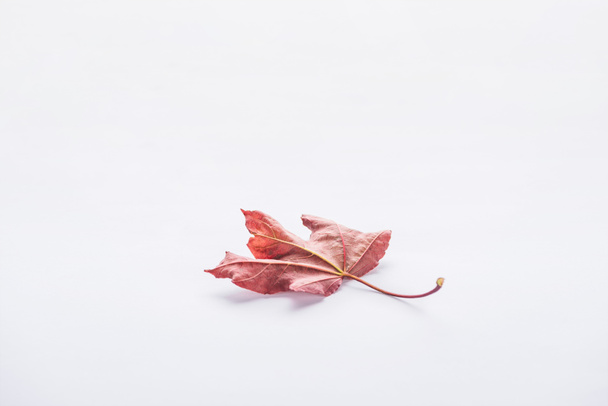 one autumnal beautiful burgundy maple leaf isolated on white - Фото, изображение