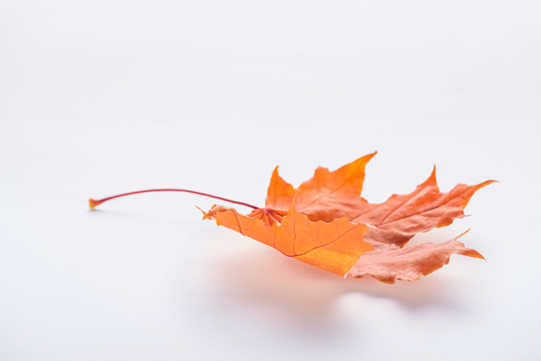 one orange autumnal maple leaf isolated on white - Фото, изображение