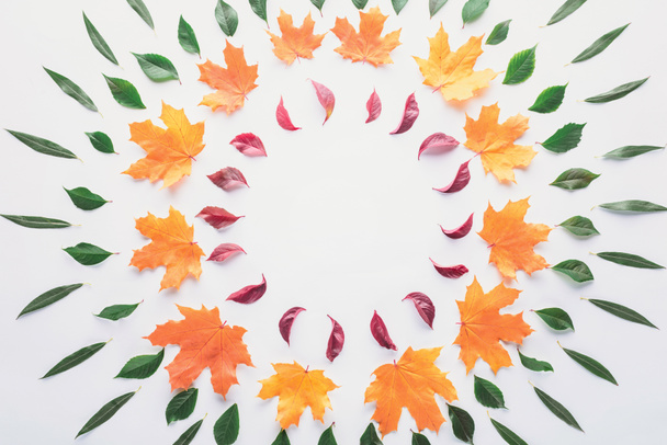 плоский шар кіл осіннього листя ізольований на білому
 - Фото, зображення