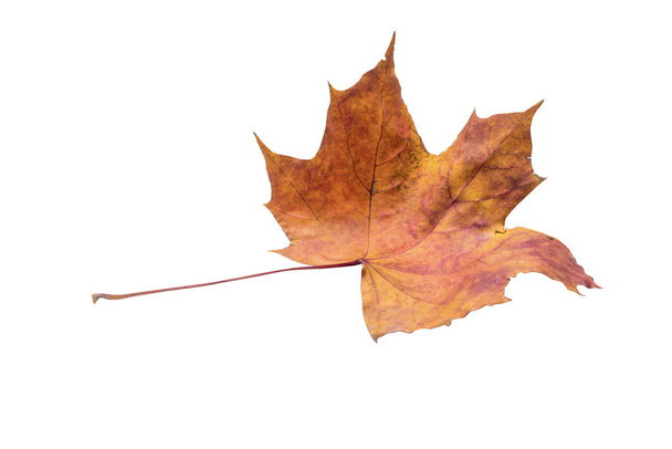 Isolated Maple Leaves set  - Fotografie, Obrázek