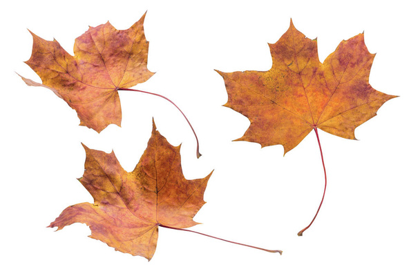 Isolated Maple Leaves set  - Foto, immagini