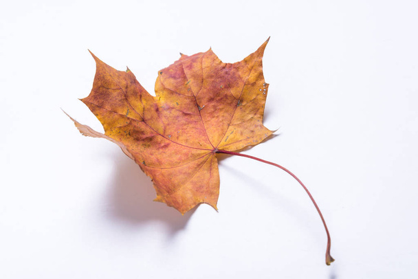 Isolated Maple Leaves set  - Zdjęcie, obraz
