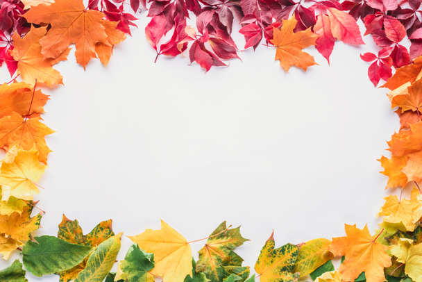 vista superior del marco de color de hojas de arce aisladas sobre fondo blanco, otoño
 - Foto, Imagen