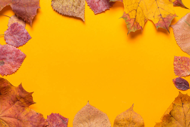 Maple Leaves on orange background - Foto, Bild