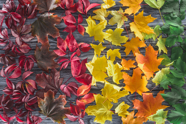 top view of autumnal different maple leaves on wooden surface - Photo, Image