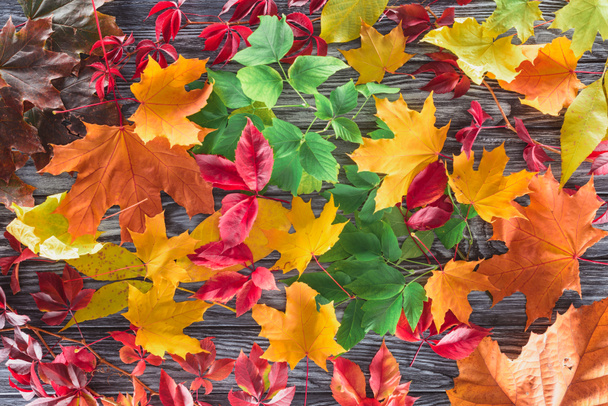 повышенный вид разбросанных цветных осенних листьев клена на деревянной серой поверхности
 - Фото, изображение