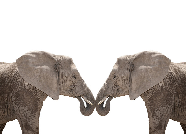 Sloní pár izolovaných na bílém - Fotografie, Obrázek