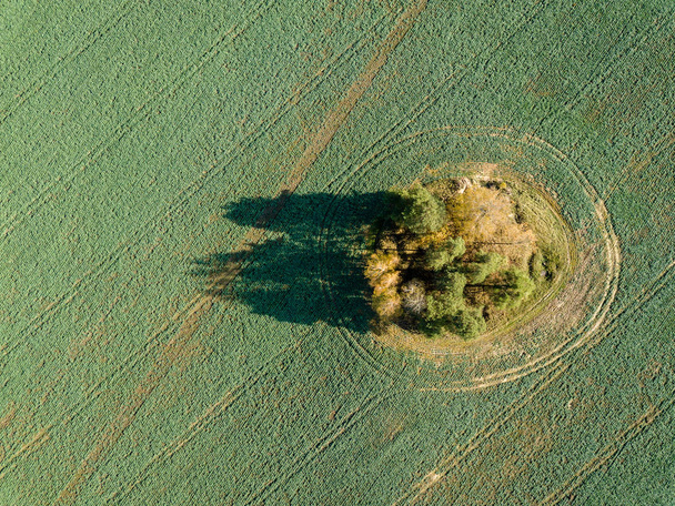 Widok z lotu ptaka z obszarów wiejskich z pola i żółty kolorowe jesienne drzewa na Łotwie. - Zdjęcie, obraz