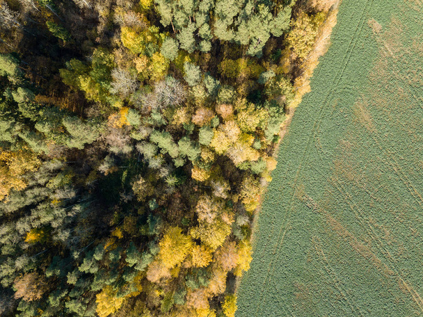 Aerial view of rural area with field and yellow colored autumn trees in Latvia. - Photo, Image