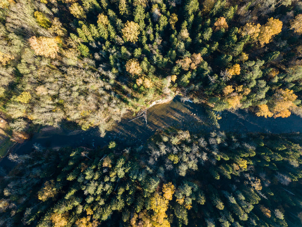 Widok z lotu ptaka faliste rzeki Gauji w kolorowym lesie autumnal, Łotwa. - Zdjęcie, obraz