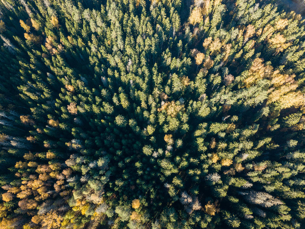 Letecký pohled na podzimní barevné lesa v Lotyšsku. - Fotografie, Obrázek