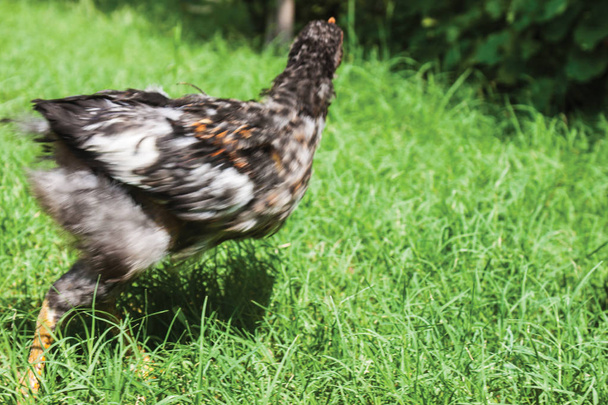 черный цыпленок ходит по зеленой траве
 - Фото, изображение