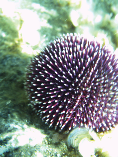 Close up van zee kastanje onderwater als achtergrond  - Foto, afbeelding