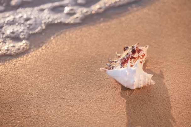 砂浜の貝殻は - 写真・画像