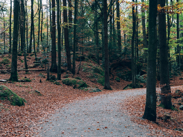 Erdei ösvényen. Gyönyörű őszi erdőben fekvő.  - Fotó, kép