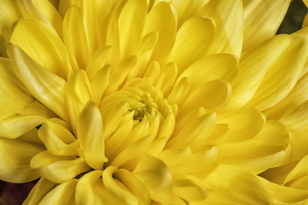 Schönheit gelbe Chrysanthemenblüte. Hintergrund einer gelben Chrysanthemenblüte in Nahaufnahme. zarte Blume. Natur. - Foto, Bild