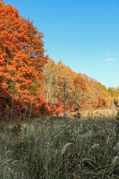 Wild Natural Forest of Old Beech Trees in Autumn - Valokuva, kuva