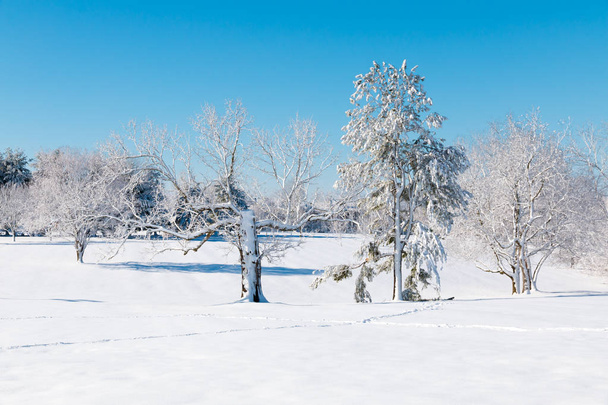 Winter natural landscape, the white trees after snowfall. - Valokuva, kuva