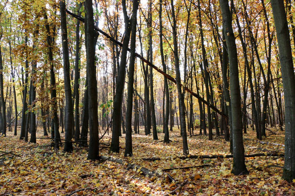 Wild Natural Forest of Old Beech Trees in Autumn - Zdjęcie, obraz