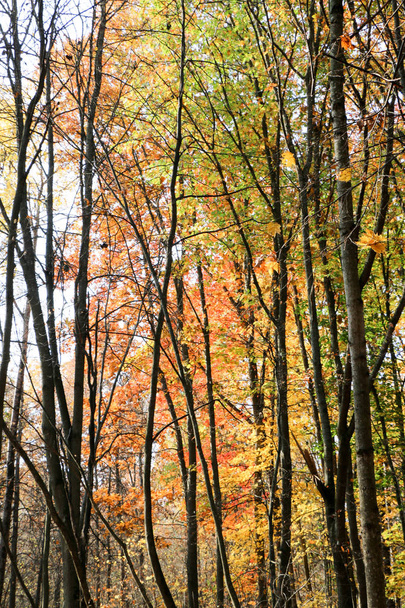Wild Natural Forest of Old Beech Trees in Autumn - Foto, Imagem