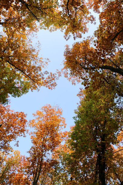 Wild Natural Forest of Old Beech Trees in Autumn - Φωτογραφία, εικόνα