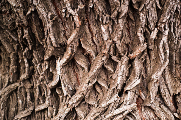Texture of tree bark. Poplar. - Foto, immagini