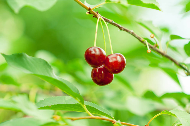 primo piano di ciliegie mature rosse su un ramo di albero su uno sfondo verde
 - Foto, immagini
