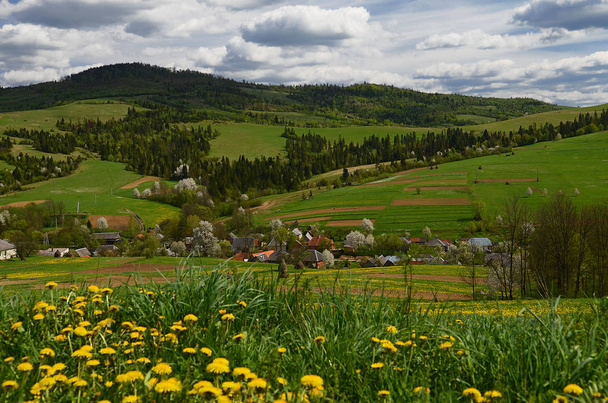 Il pittoresco villaggio montagnoso ucraino è circondato da fiori gialli primaverili
 - Foto, immagini