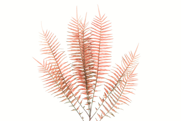 view from above of red fern branches isolated on white, minimalistic concept - Fotoğraf, Görsel