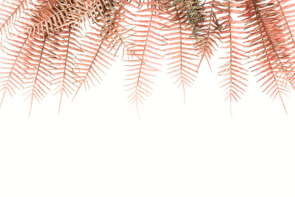 白で隔離赤いシダが美しい枝を持つフラット レイアウト  - 写真・画像