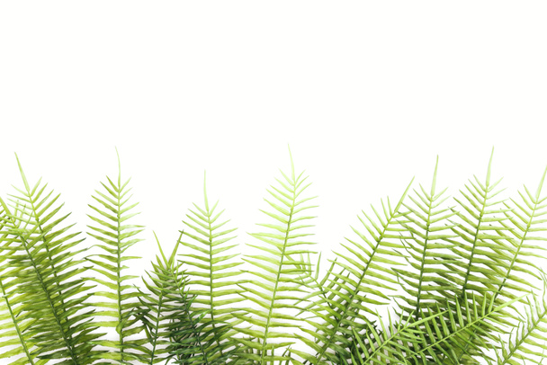 elevated view of arranged green fern branches isolated on white - Photo, Image