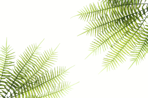 整理された緑シダ枝白で隔離の立面図 - 写真・画像