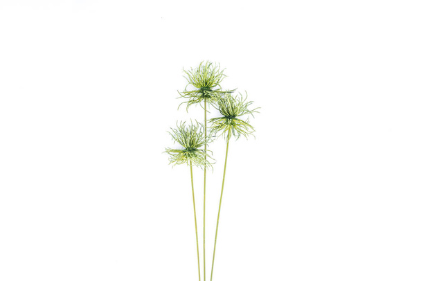 вид сверху красивого зеленого тропического растения, изолированного на белом, мимиалистическом концепте
 - Фото, изображение