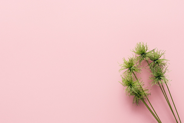 top view of green tropical plant on pink, minimalistic concept  - Foto, imagen